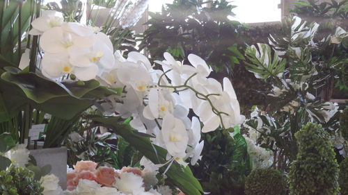plant