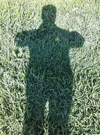 Shadow of trees on grassy field