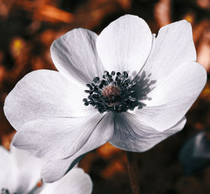 Close-up of white flowering plant