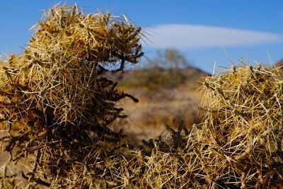 Close-up of plants against sky