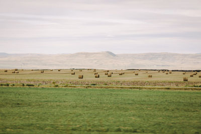 Scenic view of field against sky
