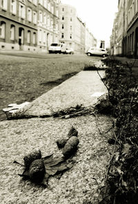 Surface level of street amidst buildings in city