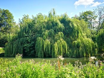 Scenic view of lake by trees against sky