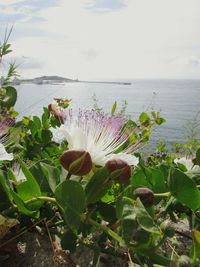 Close-up of plants by sea against sky