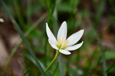 Close-up of white flowering plant