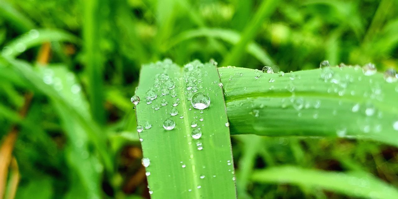 drop, green, plant, grass, wet, water, nature, lawn, moisture, dew, growth, rain, blade of grass, beauty in nature, close-up, leaf, macro photography, plant part, no people, freshness, meadow, flower, raindrop, plant stem, outdoors, day, selective focus, environment, focus on foreground, purity, tranquility, fragility, monsoon, sweet grass, macro, lush foliage, hierochloe, foliage