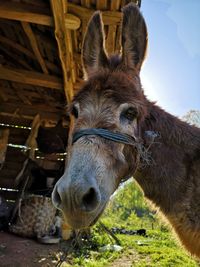 Close-up of a horse