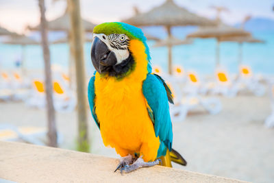 Parrot on the sand beach on the mediterranean sea