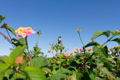 Low angle view of insect on flowering plant against clear sky