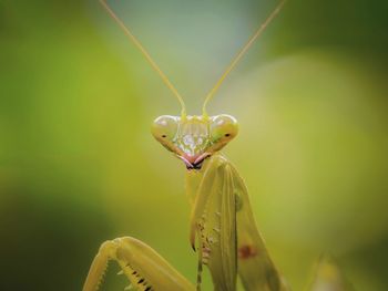 A mantis courious with the camera