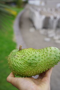 Close-up of hand holding fruit