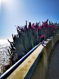 Close-up of purple flowering plants against sky