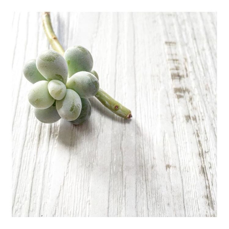 fruit, food and drink, healthy eating, food, close-up, freshness, green color, indoors, still life, wood - material, table, grape, high angle view, transfer print, organic, no people, ripe, auto post production filter, studio shot, raw food