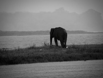 Elephant standing in a water