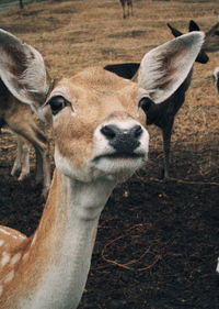 Close-up portrait of deer