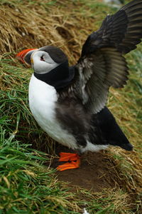 Close-up of bird flying over land