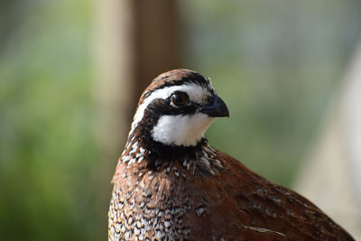 Close-up of bird perching outdoors