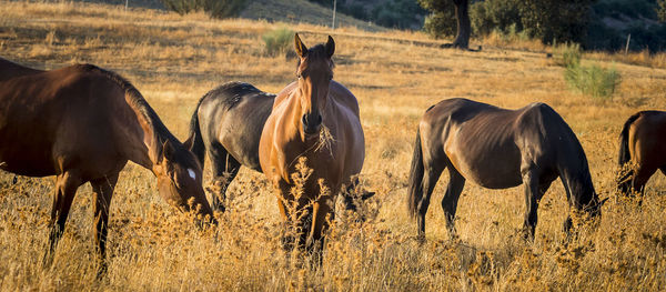 Horses in a field