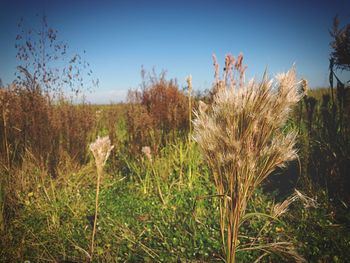 Close-up of plants growing on field against clear sky