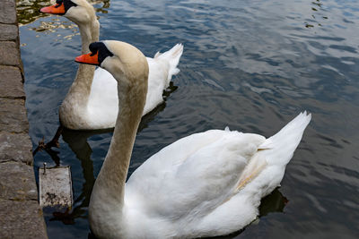 High angle view of swans swimming in lake