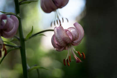 Close-up of pink flowers