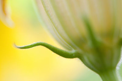 Close-up of fresh green plant