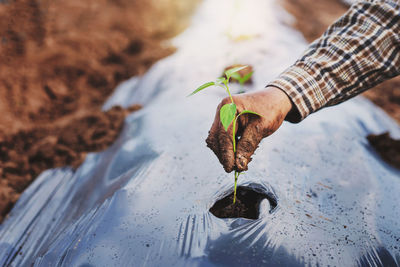 Cropped hand of person holding plant