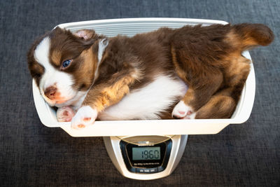 High angle view of dog lying on table