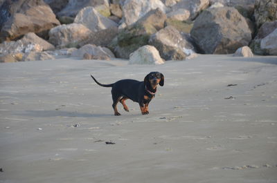 Dog on beach