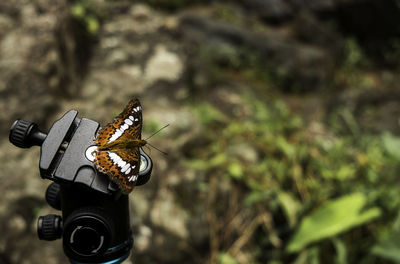 Close-up of butterfly on tripod