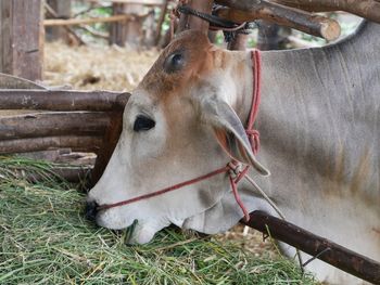 Close-up of a horse on field