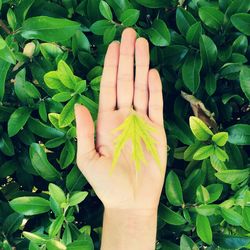 Close-up of hand holding plant