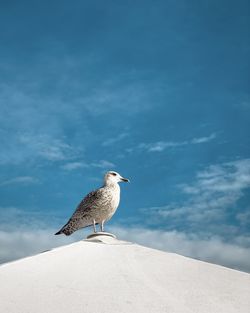 Seagull perching on beach
