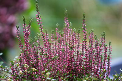 Close-up of pink flowering plant