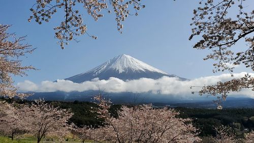 Sakura with mountain fuji spring 