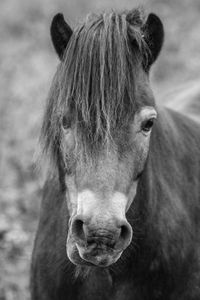 Close-up of a horse