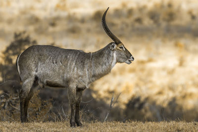 Animal standing at national park