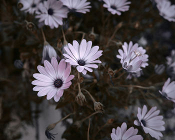 Close-up of purple flowers
