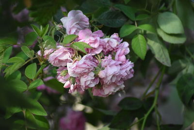 Close-up of pink flowering plant