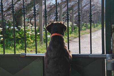 Rear view of dog looking through window