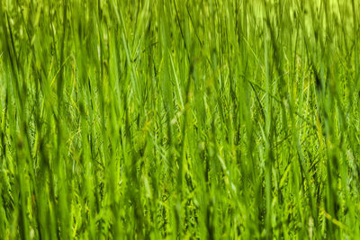 Full frame shot of green field