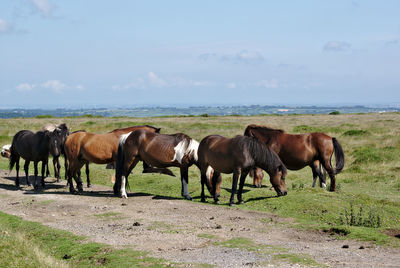 Horses on field against sky