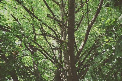 Full frame shot of tree trunks in forest