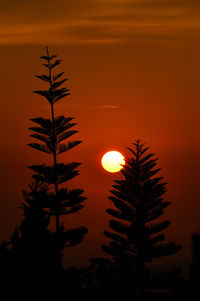 Silhouette palm tree against romantic sky at sunset