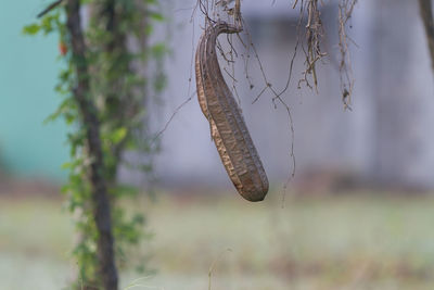 Close-up of plant hanging on tree