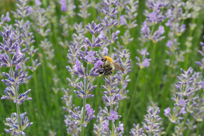 Close-up of bee pollinating on purple flowering plant