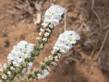 Close-up of white flowering plant on field