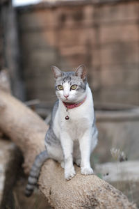 Portrait of cat sitting outdoors