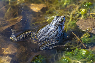 View of turtle swimming in lake