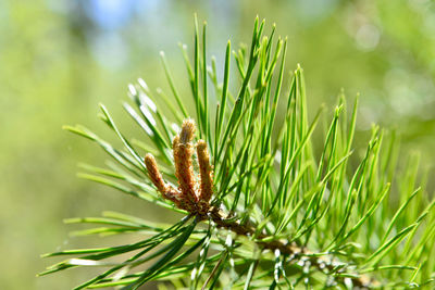 Close-up of pine tree